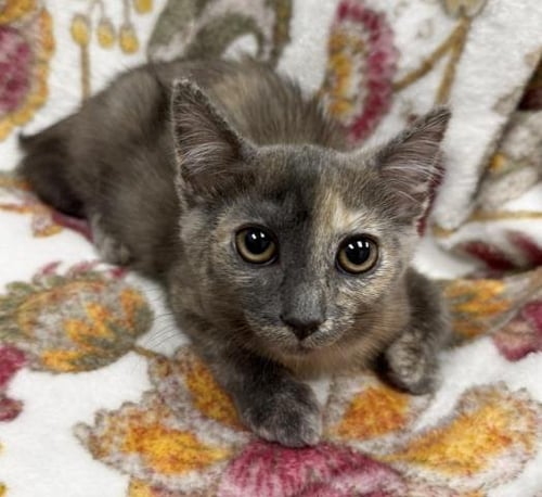 PEBBLES - Domestic Medium Hair available for adoption