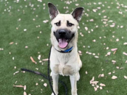 MURRAY - German Shepherd Dog available for adoption