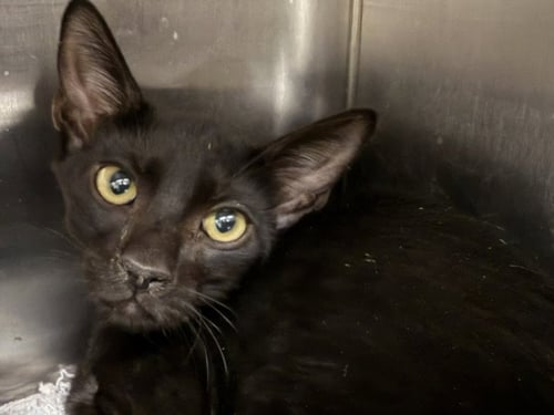 BOSSY BOO - Domestic Short Hair for adoption in Glendale
