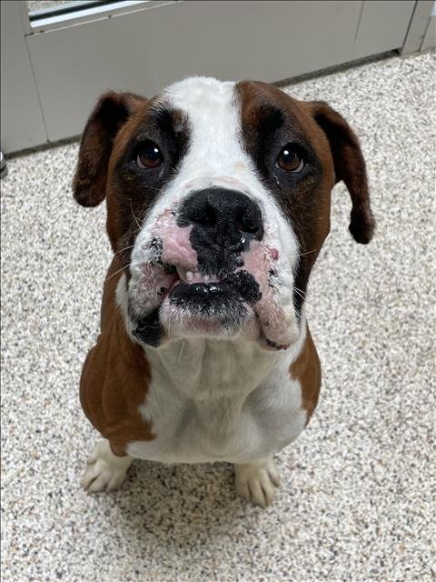 RYAN G - Boxer available for adoption