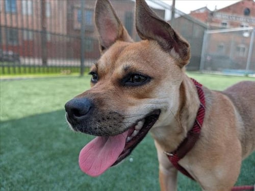 GIDGET - German Shepherd Dog available for adoption