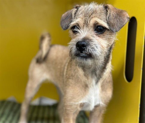 SANDY - Border Terrier / Pug available for adoption