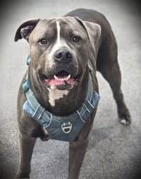 BRUNO - Photo 1