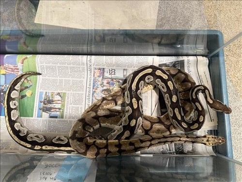 A2291863 - Snake available for adoption