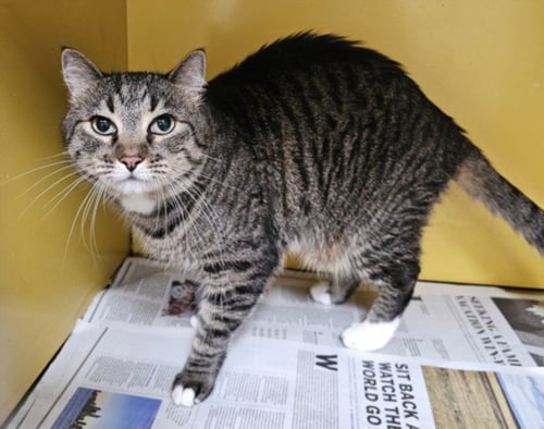 ASHAT - Domestic Short Hair for adoption in Los Angeles
