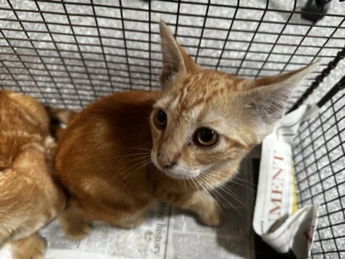 MILES PARKER - Domestic Short Hair available for adoption
