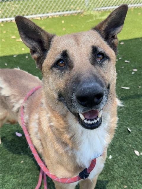 TAMALE Image