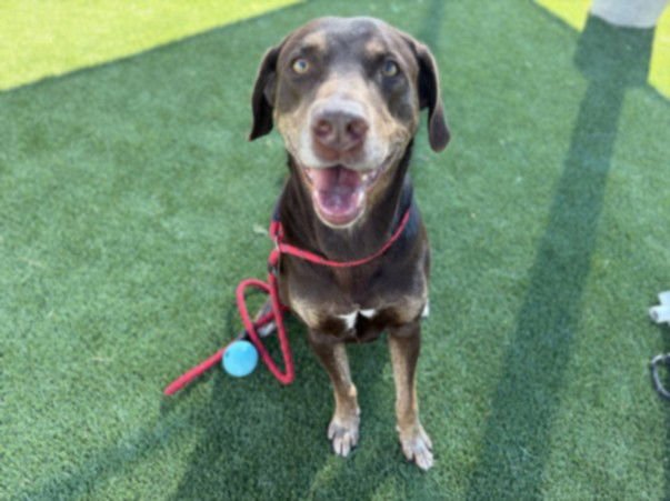 FUDGE - Labrador Retriever available for adoption