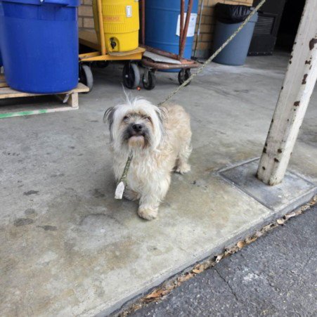 FERRUK - Maltese available for adoption