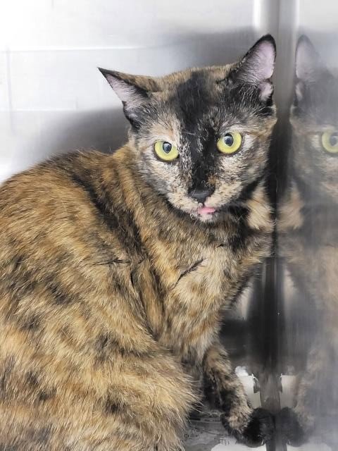 A2286085 - Domestic Short Hair available for adoption