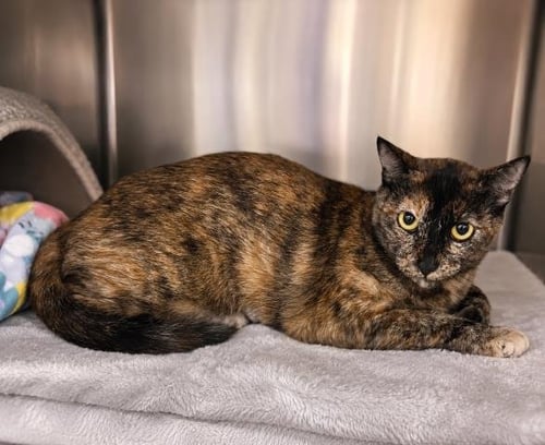 COFFEE CAKE - Domestic Short Hair for adoption in Los Angeles