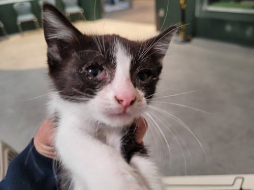 CHIRP - Domestic Short Hair available for adoption