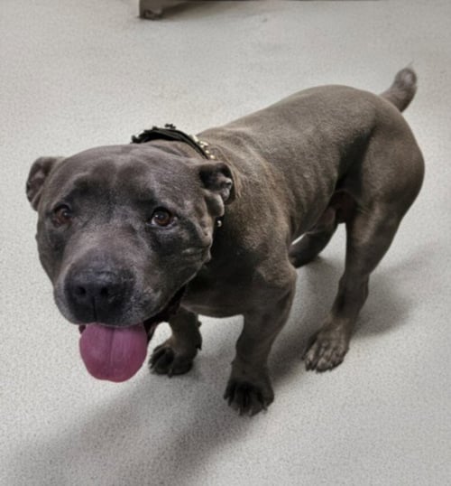 ERNEST - Pit Bull Terrier for adoption in Los Angeles