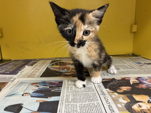 CRISTY - Domestic Short Hair available for adoption