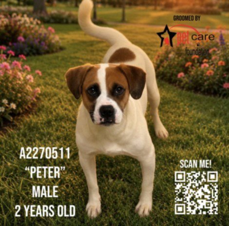 PETER Image