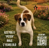 PETER - Photo 1