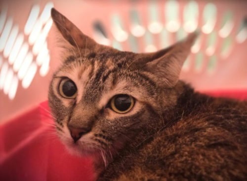 MISTY - Domestic Short Hair available for adoption
