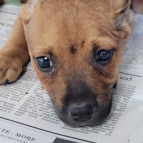 WINKEN - Chihuahua available for adoption