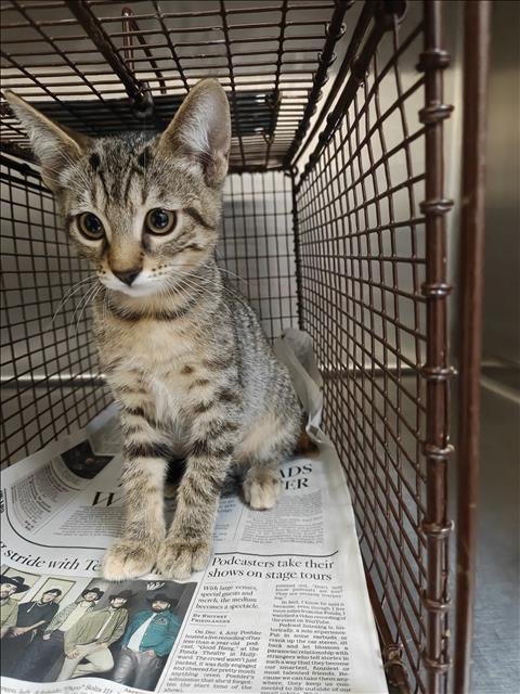 SLEEPY - Domestic Short Hair for adoption in Los Angeles