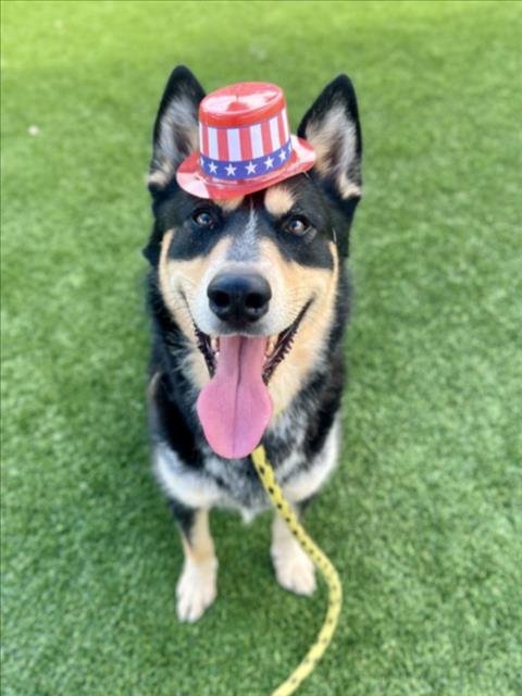 CHESTOR - Siberian Husky for adoption in Los Angeles