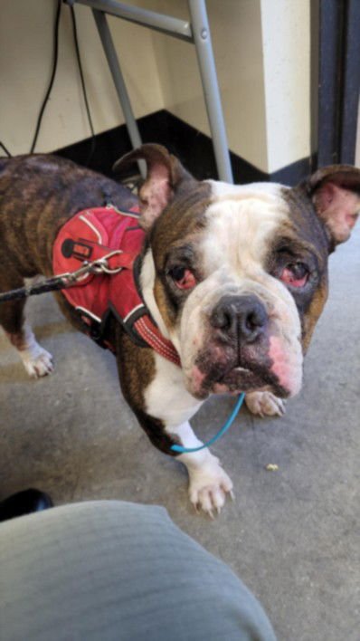 LILY - English Bulldog available for adoption