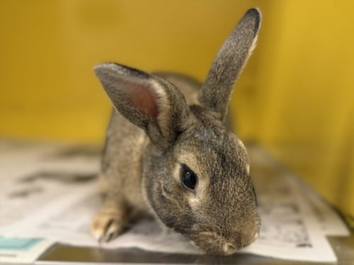 BOB - Shorthaired Rabbit available for adoption