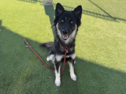 VITA - German Shepherd Dog available for adoption