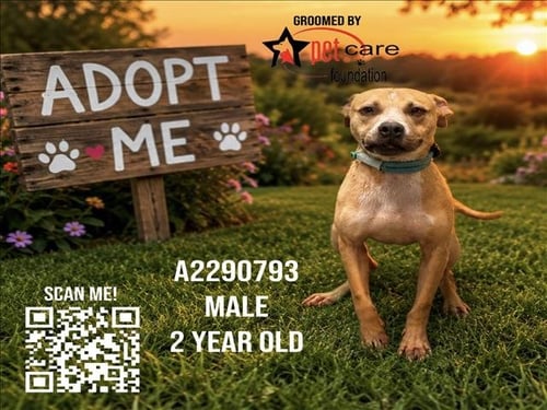 EASTER EGG - Pit Bull Terrier available for adoption