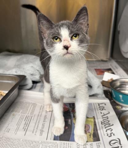 JUNE - Domestic Short Hair available for adoption