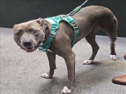 BELLA - Pit Bull Terrier available for adoption