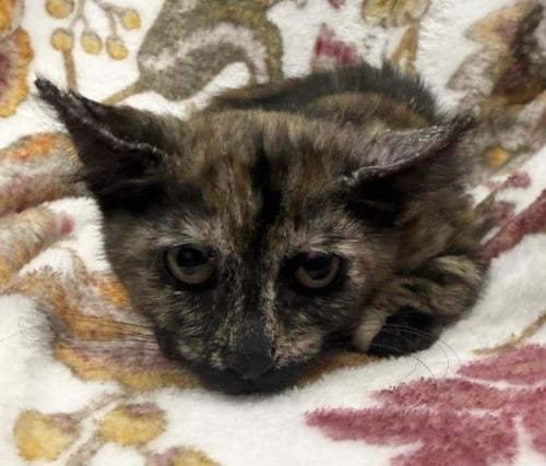 TART - Domestic Short Hair available for adoption