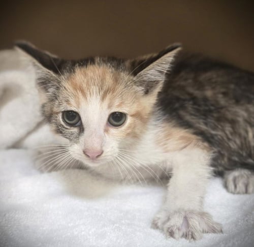 FOOTSIE - Domestic Short Hair available for adoption