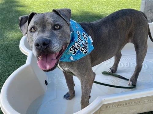 SMOKEY - Staffordshire Bull Terrier available for adoption