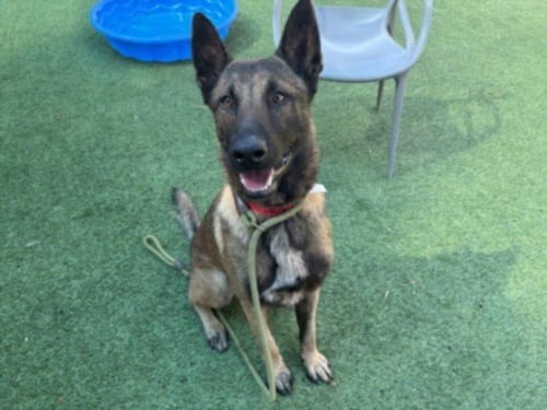 DEEBO - German Shepherd Dog available for adoption