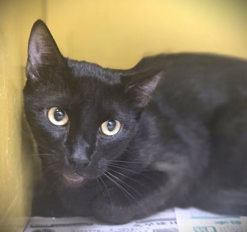 LUNA - Domestic Short Hair for adoption in Los Angeles