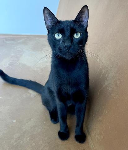 LUNA - Domestic Short Hair for adoption in Los Angeles