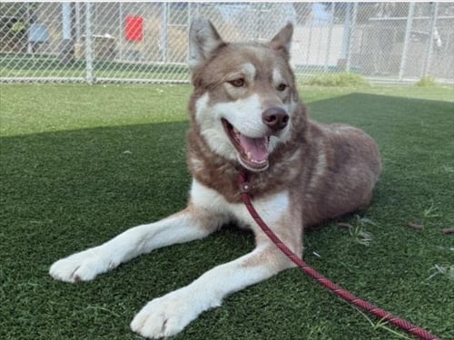 DOUG - Siberian Husky available for adoption