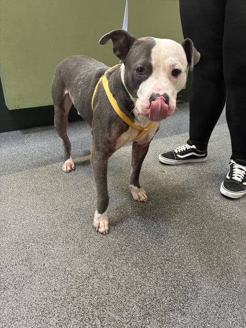 CHICO - Pit Bull Terrier available for adoption