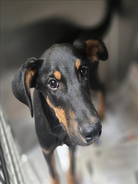 COLTON - Doberman Pinscher available for adoption