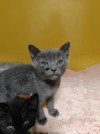 MIKOS - Photo 1