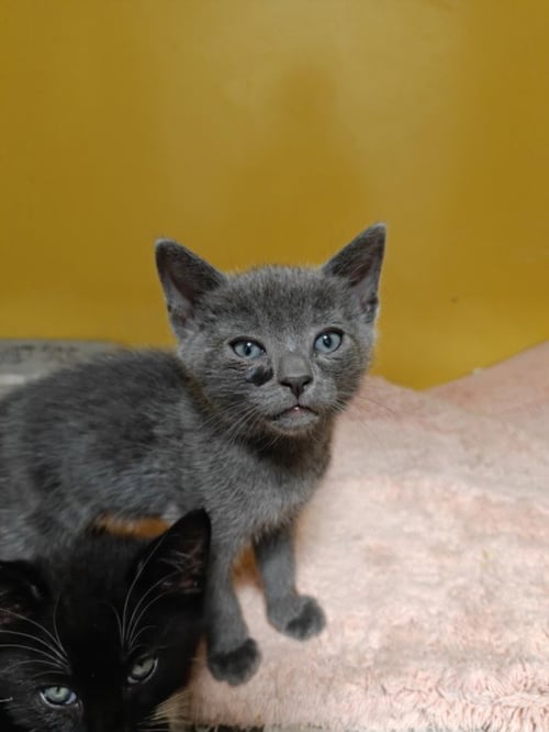 MIKOS - Domestic Short Hair available for adoption
