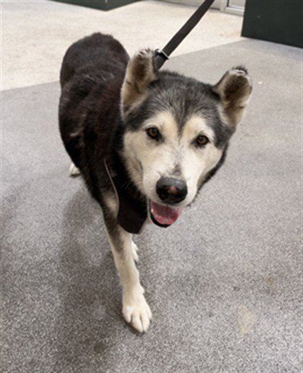 WILLY - Husky available for adoption