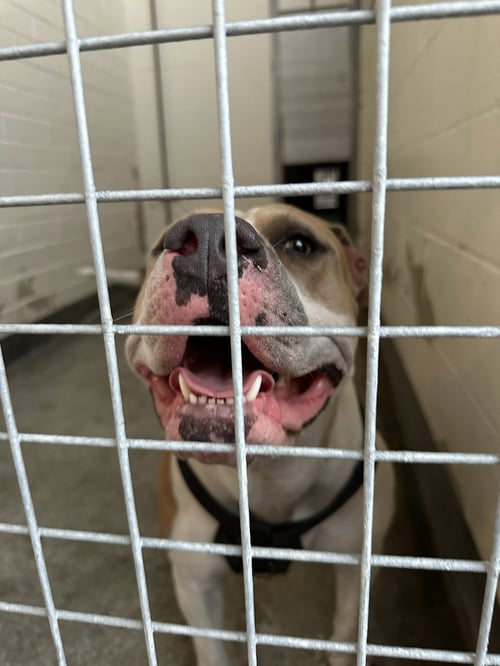 BUTTERCUP - American Bulldog available for adoption