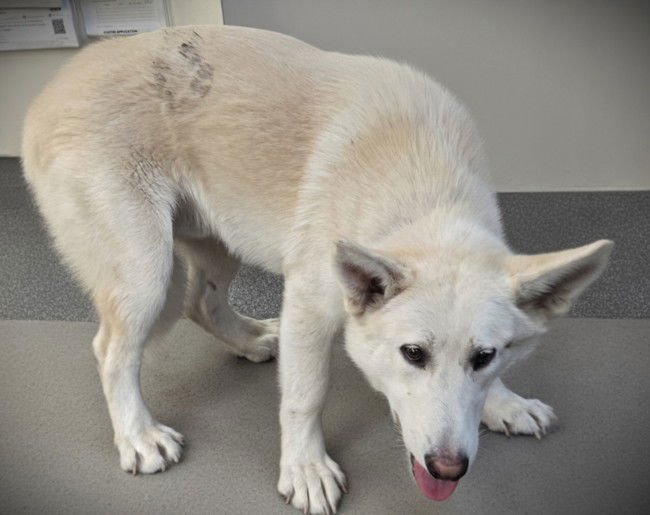 YETI - German Shepherd Dog available for adoption