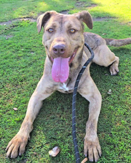 DRAKO - Pit Bull Terrier available for adoption