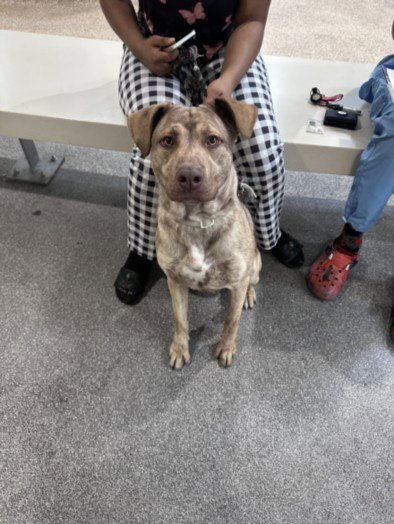 DRAKO - Pit Bull Terrier available for adoption