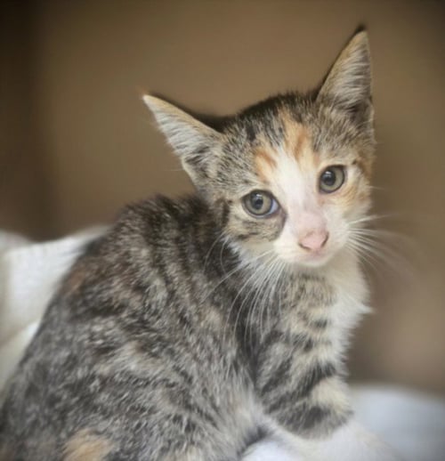 FRENCH FRY - Domestic Short Hair available for adoption