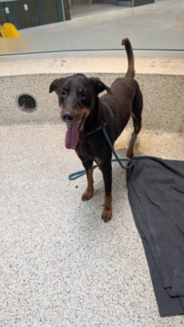 HERSHEYS - Doberman Pinscher available for adoption