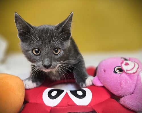 RAVIOLI - Domestic Short Hair available for adoption