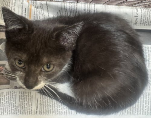 ASPEN - Domestic Short Hair available for adoption